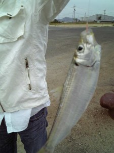 ママカリという魚。他の釣りしてた人に聞くには相当大きいサイズだったみたい。