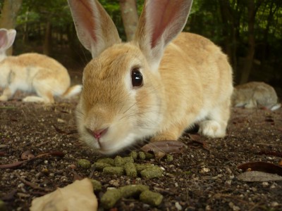 超接近してうさぎ取った。手前にあるのは餌。