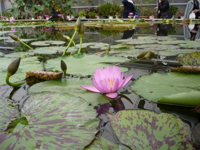 蓮の花は何色かあるらしい