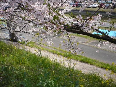 ちょっろっとだけど、菜の花もあった。