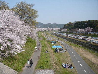 遙か彼方まで桜が見えるね