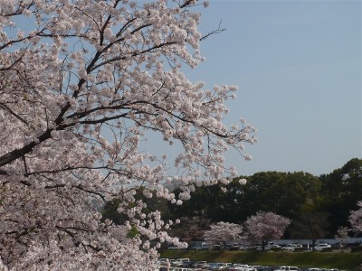 桜の木のアップ