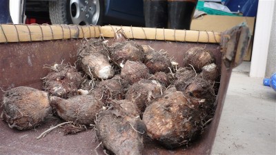 里芋。収穫した内の10分の1にも満たない。