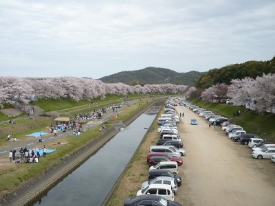 桜も一杯、駐車場も一杯。