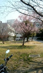 かなり早いが桜が咲いていた