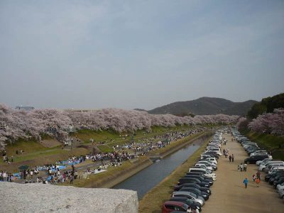 後楽園は今まさまさに満開