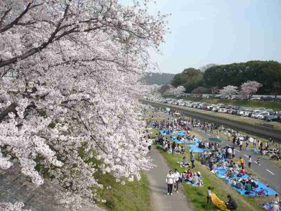 ふっさふさの花びら