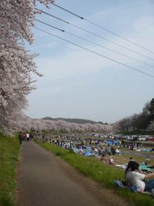 延々と続く桜並木