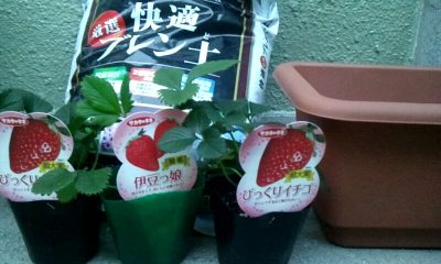苺の苗が３つ