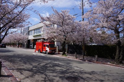 桜と消防車