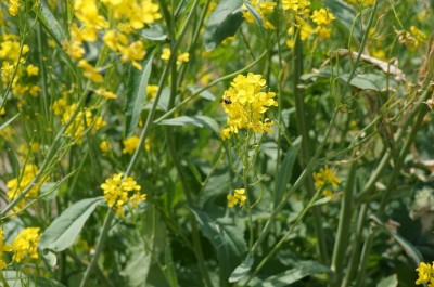 ダイコンの菜の花と蜂