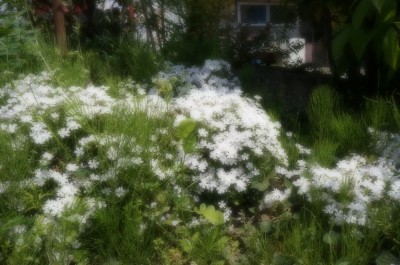 幻想的な白い花