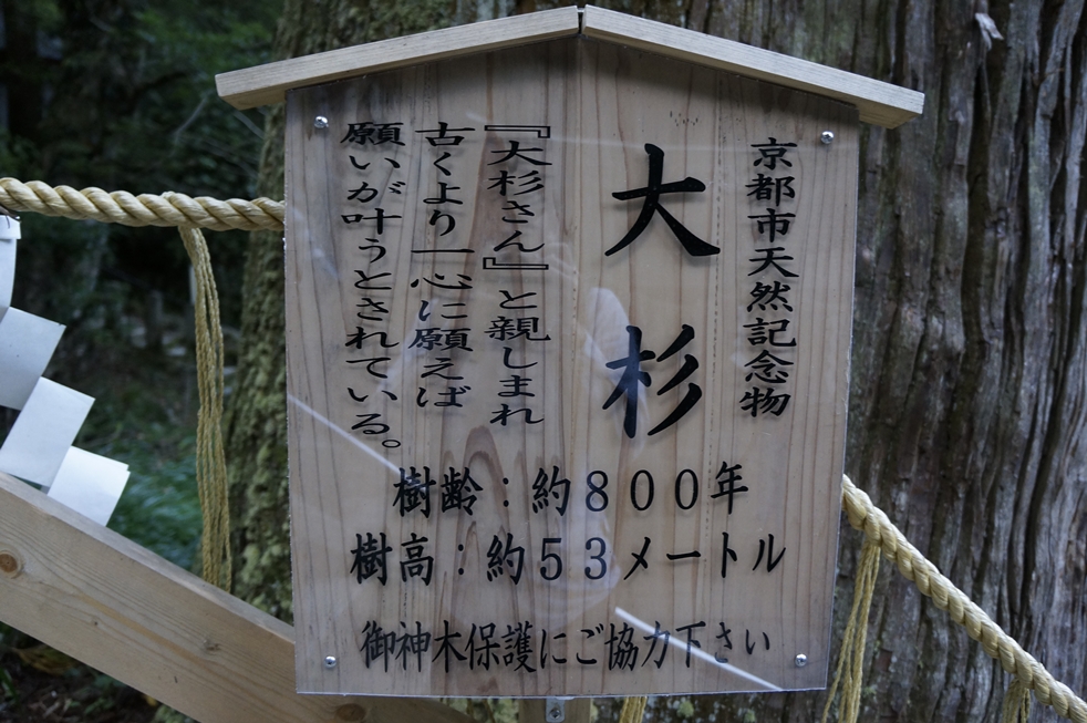 大杉 大杉