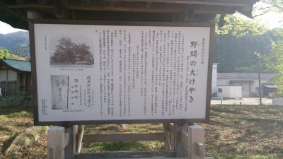 野間の大けやきの説明