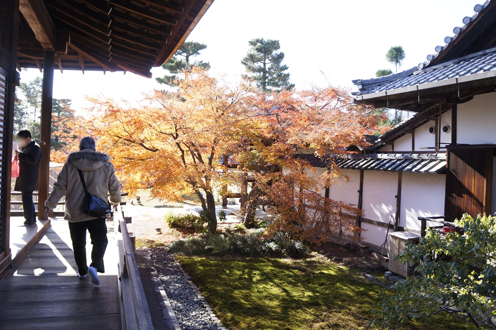 紅葉が綺麗
