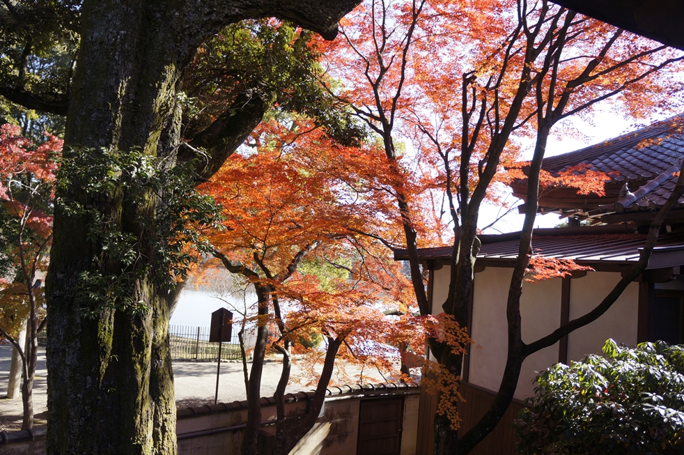日陰にも紅葉
