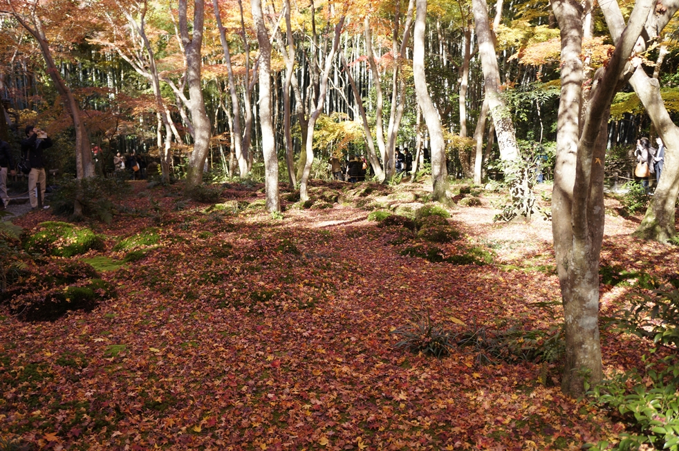 地面を埋め尽くす紅