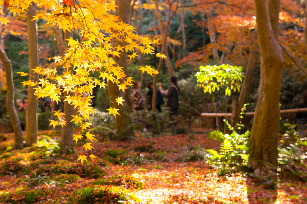 黄金色の紅葉