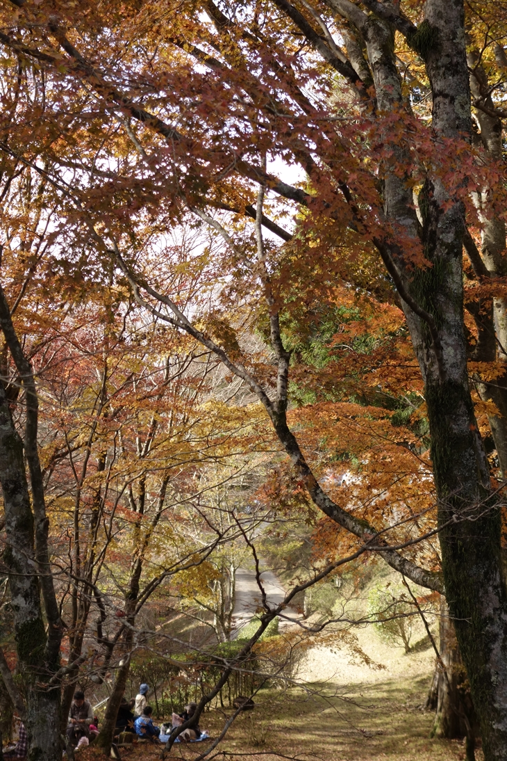 ちょこっとだけ紅葉