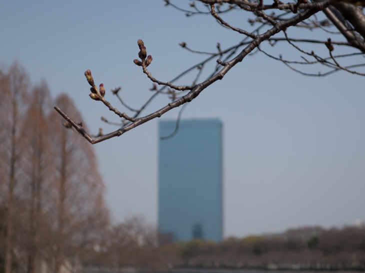 つぼみの桜
