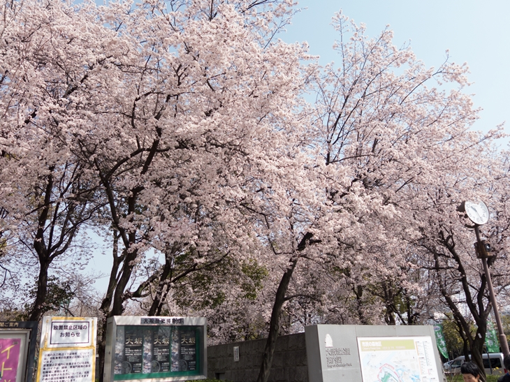 咲いていた桜