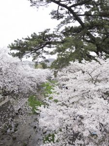 桜と松