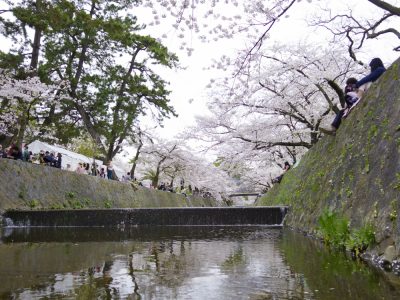 川の中から見上げたら桜