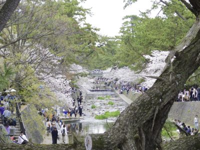 松で桜を切り取ってみ