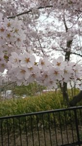 桜が咲いた