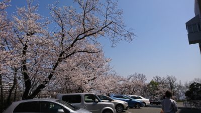 満開の桜