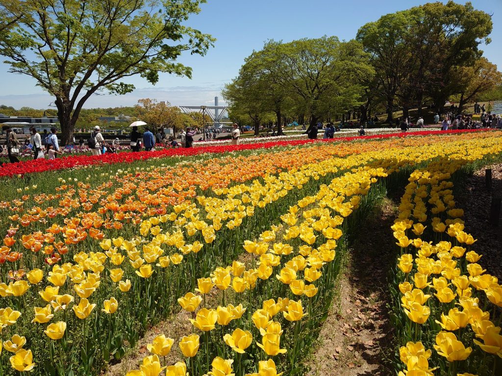 万博公園のチューリップ畑